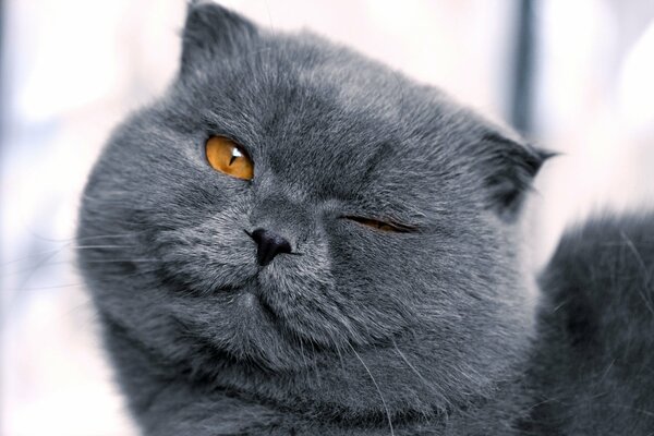 Descarado gato gris entrecerrando los ojos