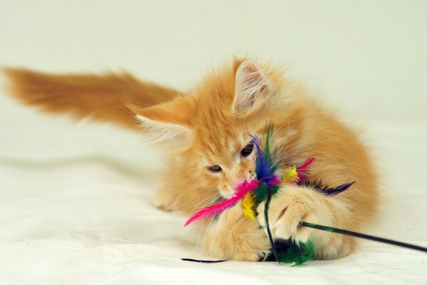 Rousse chatte joue avec des plumes