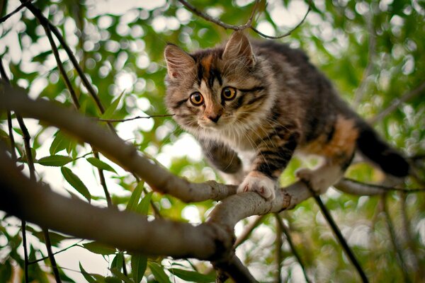 A little kitten on a tree branch