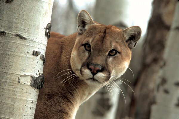 Cougar is a beautiful wild cat