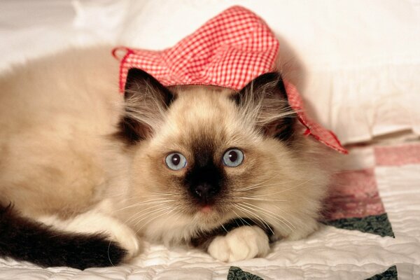 Gatto siamese, coperta, cappello a scacchi