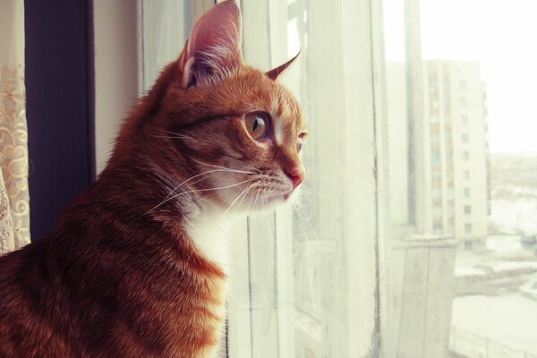 Neugierige rothaarige Katze schaut aus dem Fenster