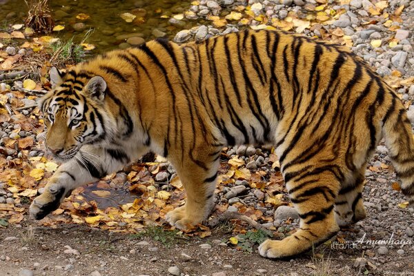 Amur tiger on the background of an autumn river