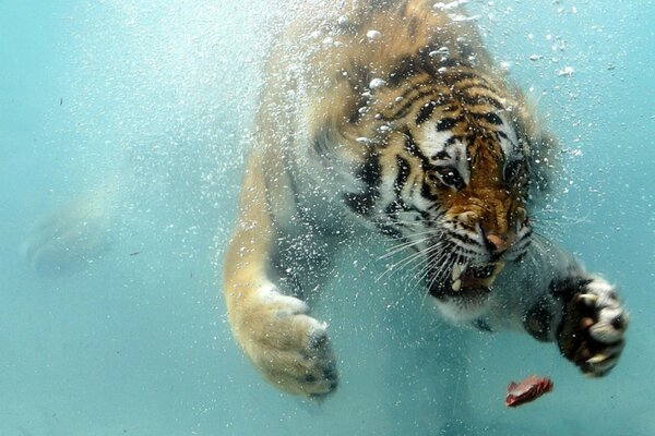 Tiger swimming for a piece of meat