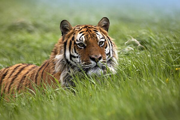 Tiger liegt in freier Wildbahn