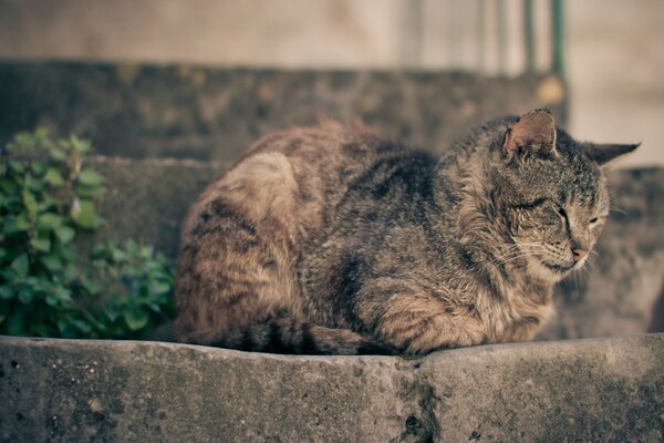 Eine erwachsene graue Katze schläft auf Steinstufen