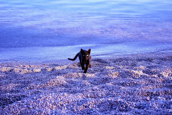 Gatto sulla spiaggia blu