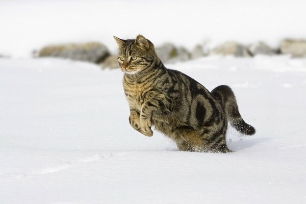 Gato rayado gris corriendo en la nieve