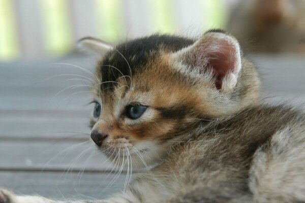 Acostado pequeño gatito hermoso