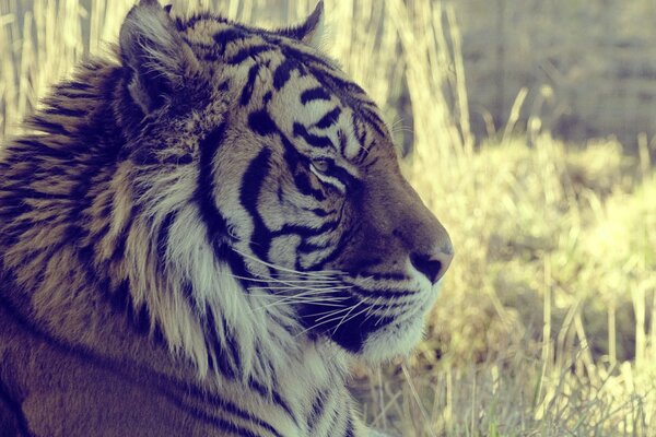 Wichtiger Tiger hat den Blick in die Ferne gerichtet