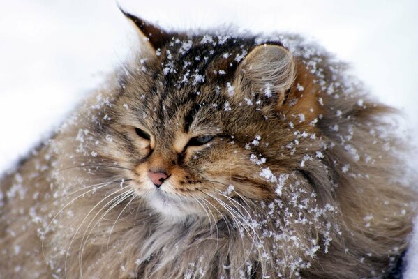 Fluffy cat in winter under the snow