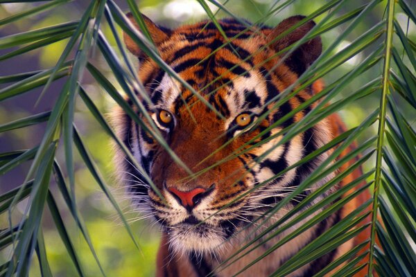 Tierwelt ein bengalischer Tiger, der durch einen Palmzweig schaut