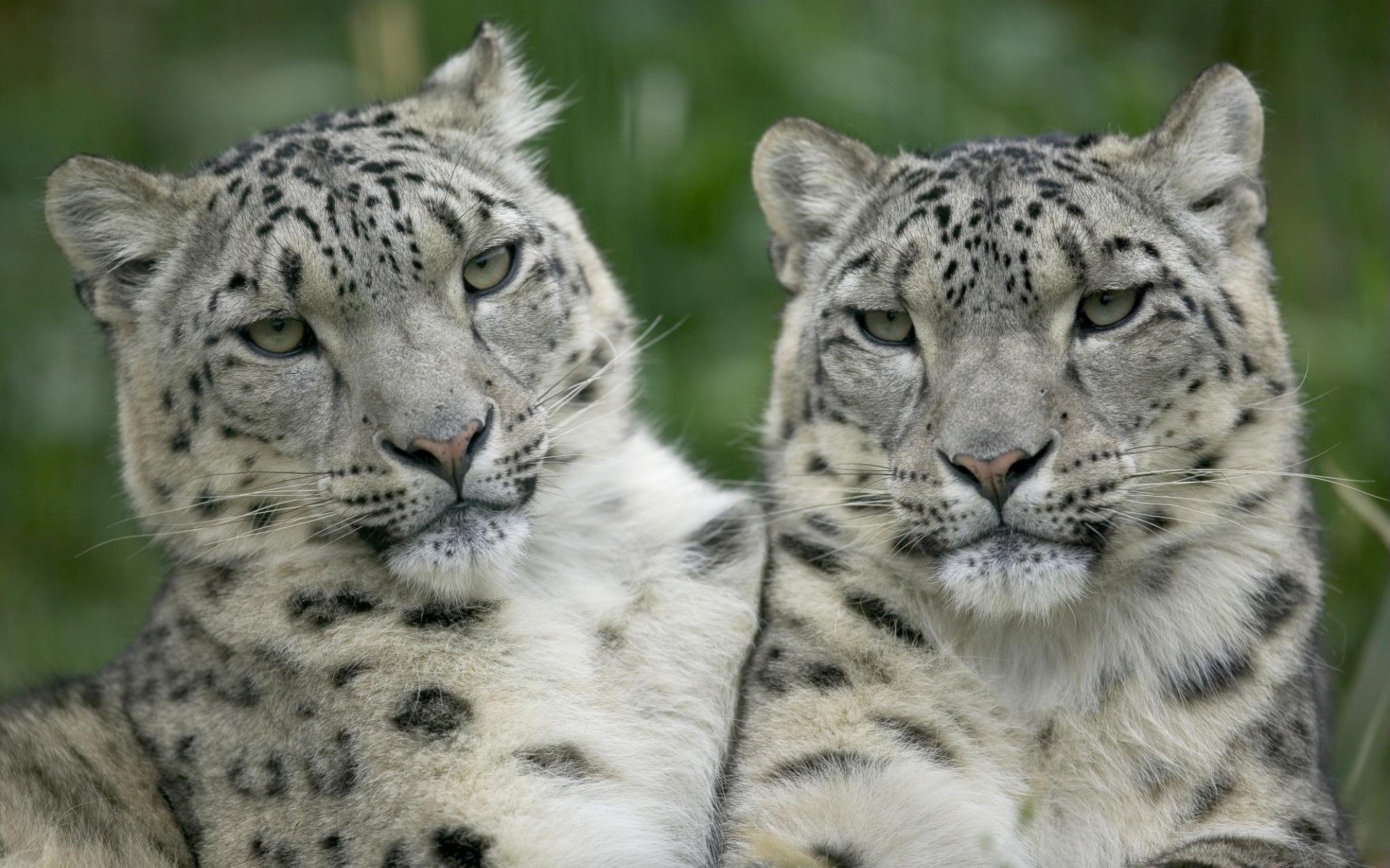 léopards blanc regard