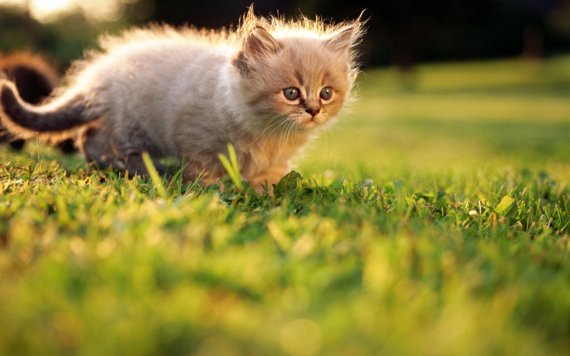 grass kitten summer