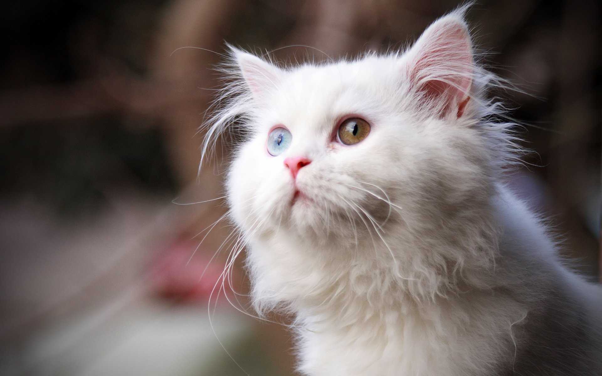 peludo blanco ojos mirada gato gato