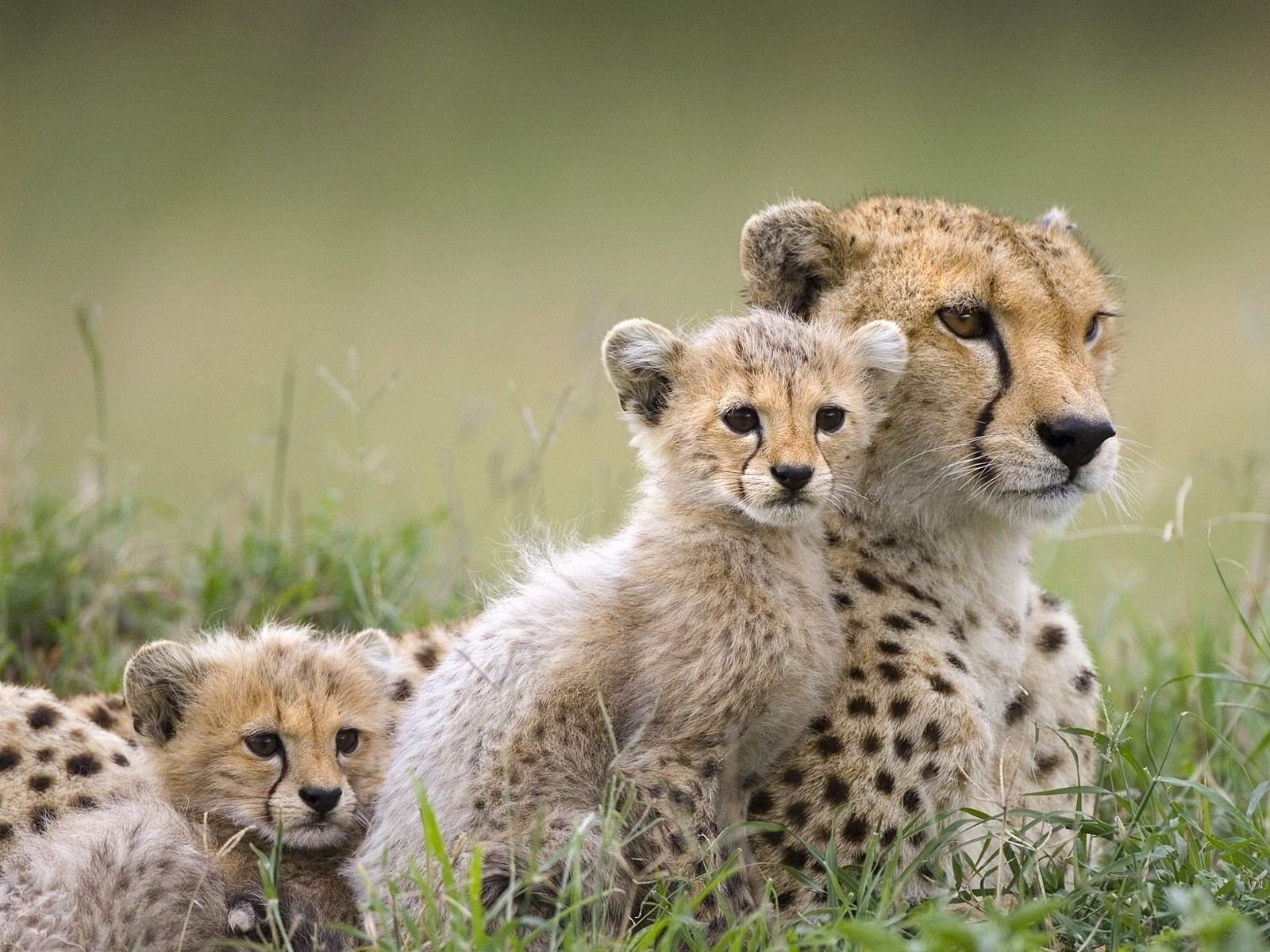 cheetah wild cats predator horse