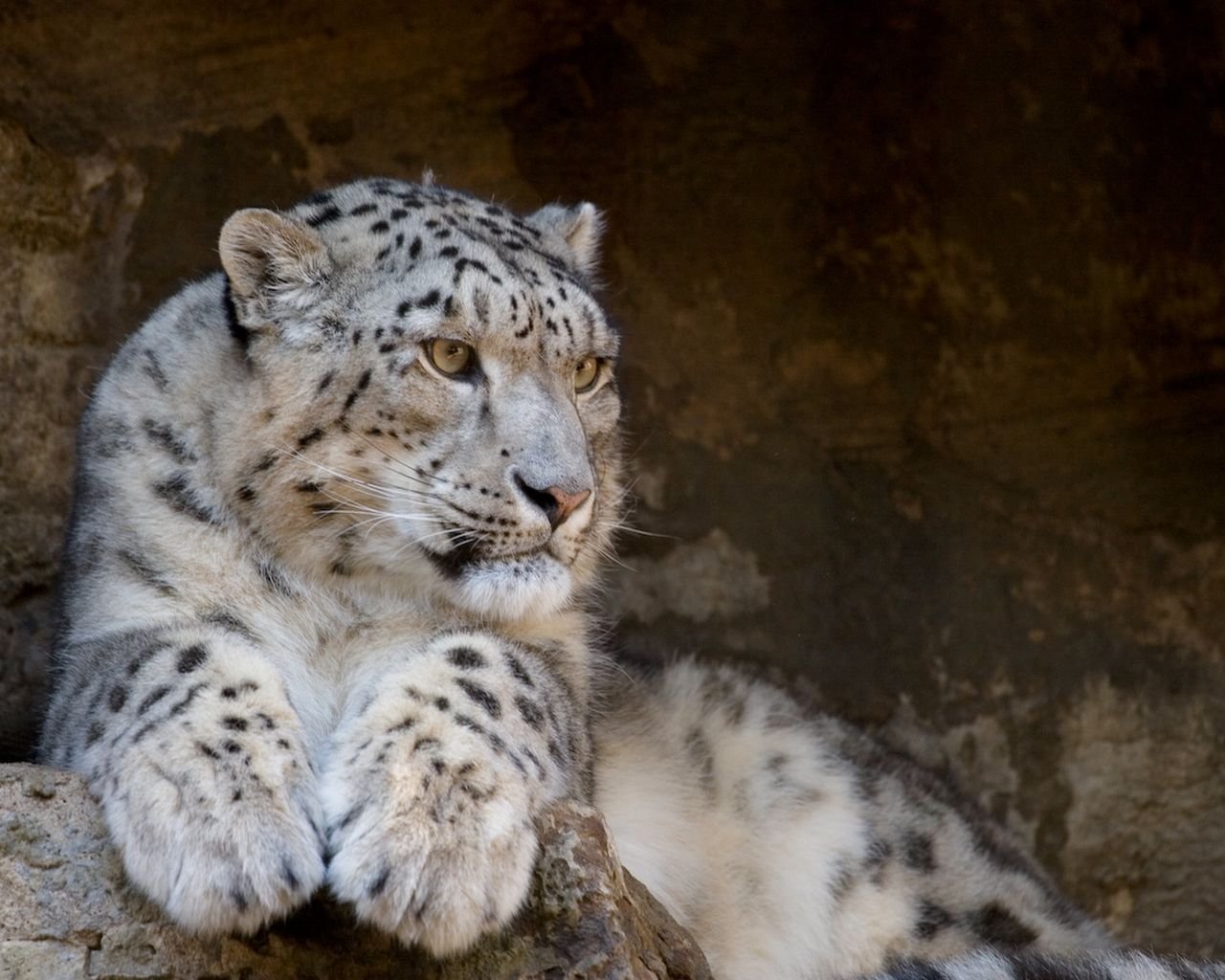 irbis schneeleopard wildkatzen raubtier