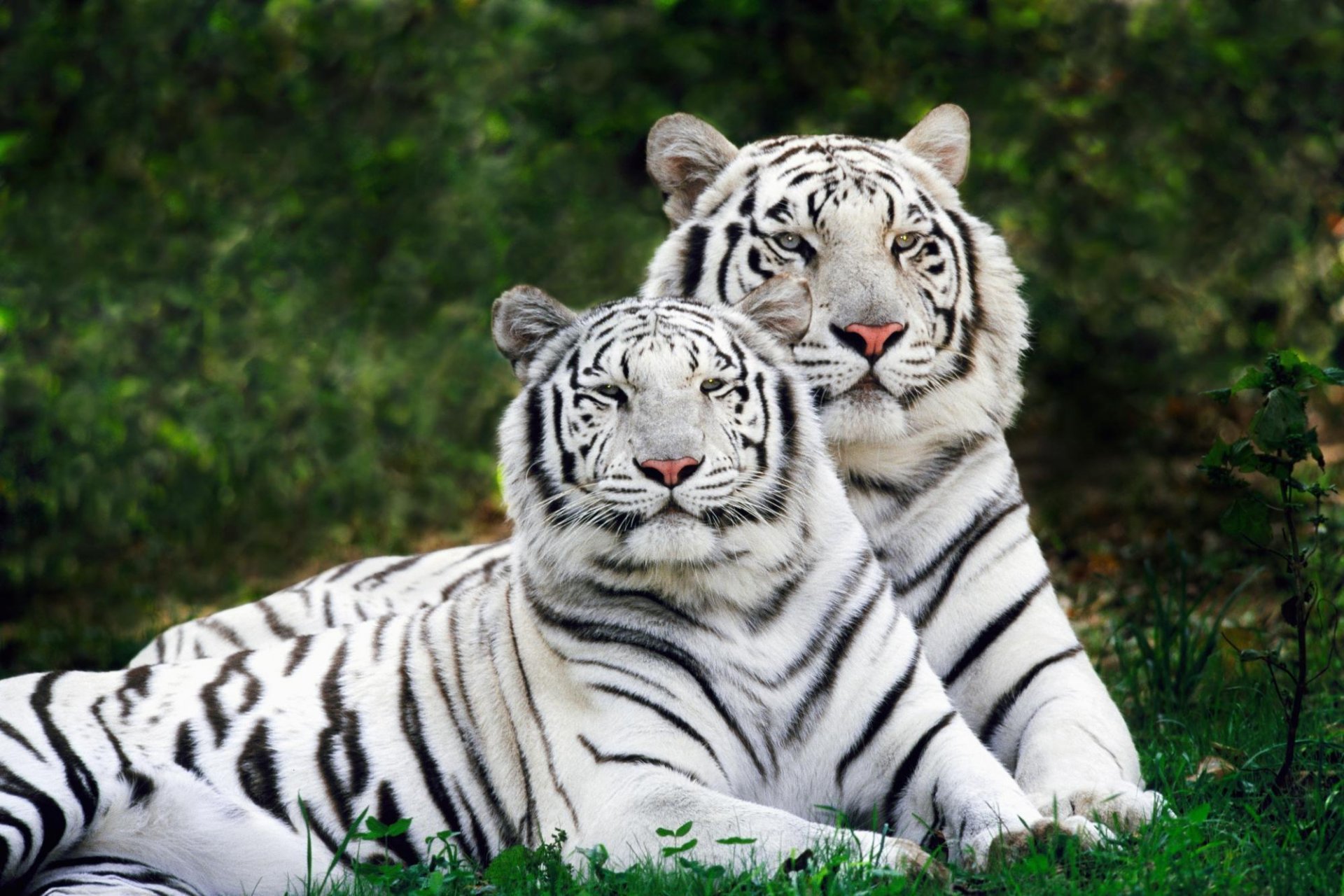 tigres dos pareja