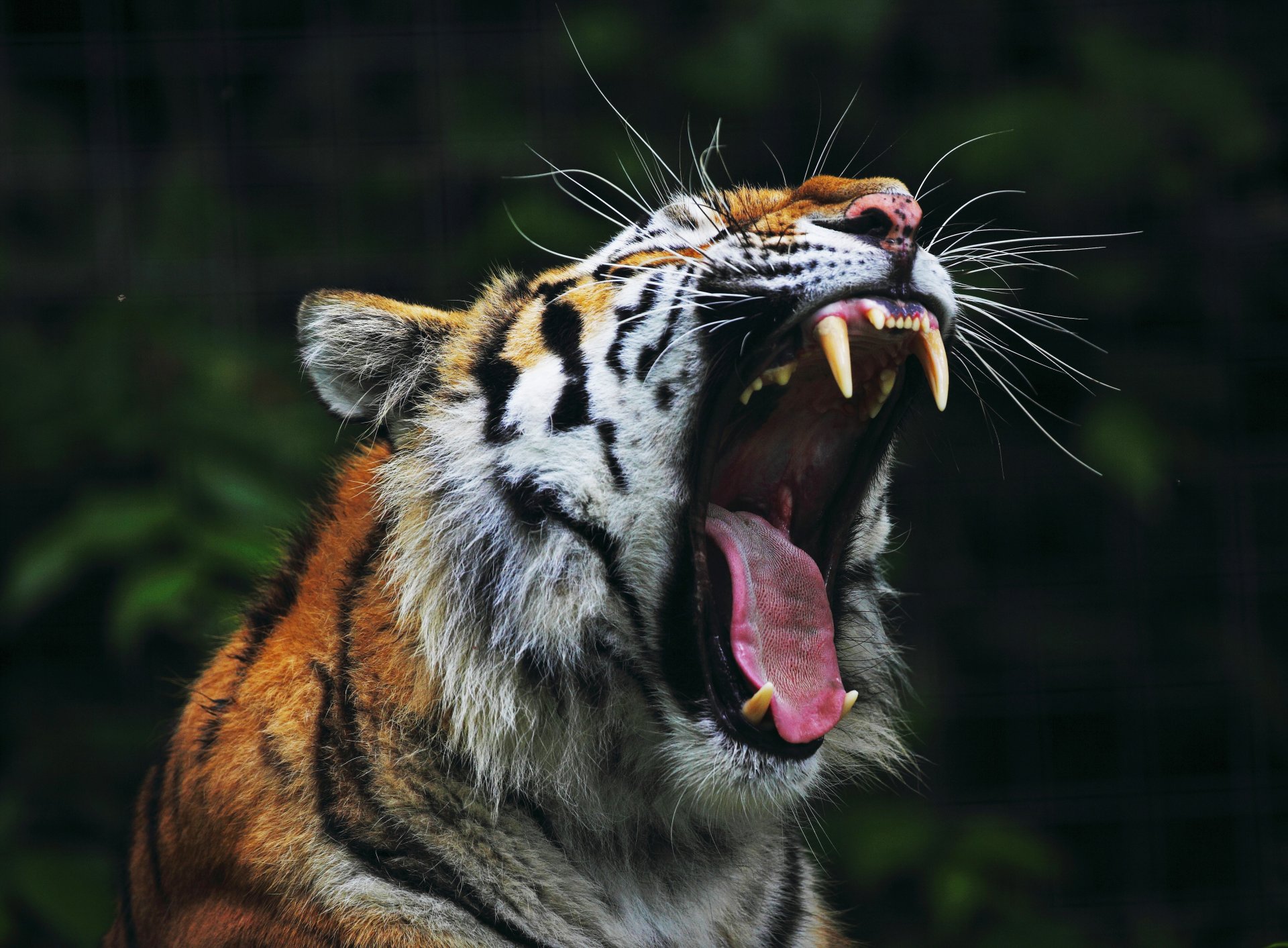 tigre fauces colmillos