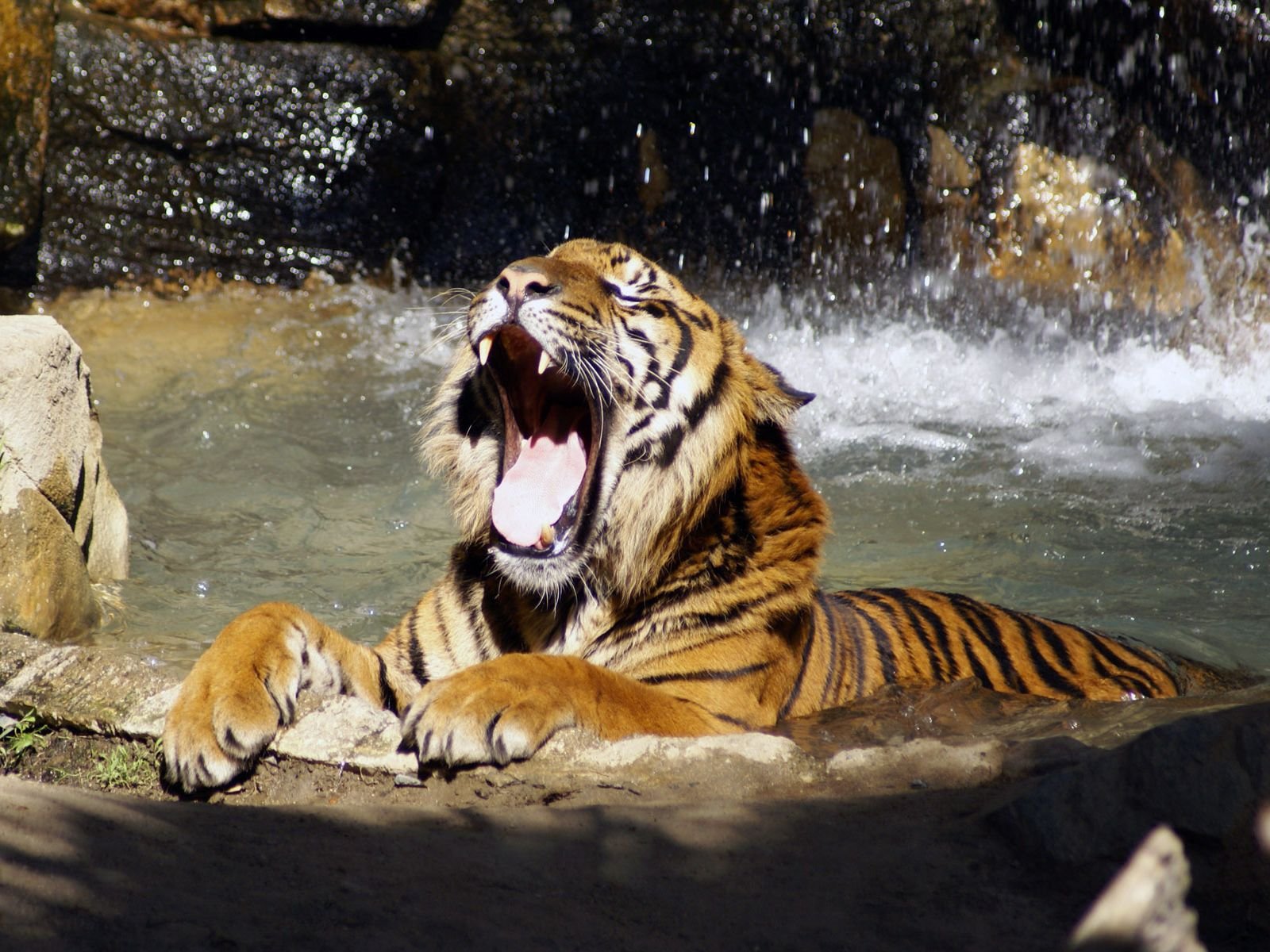 tiger growls river