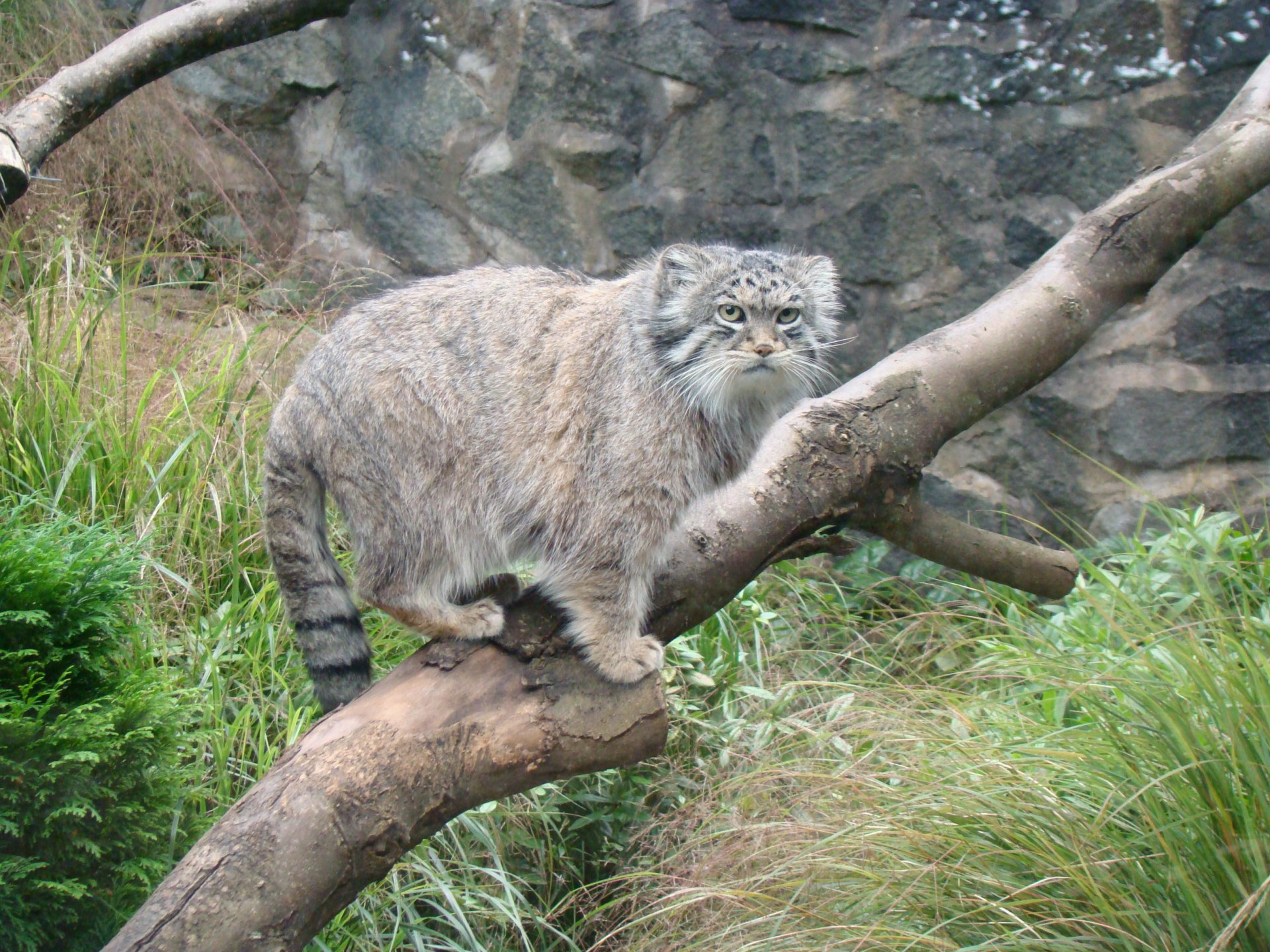 manul drzewo