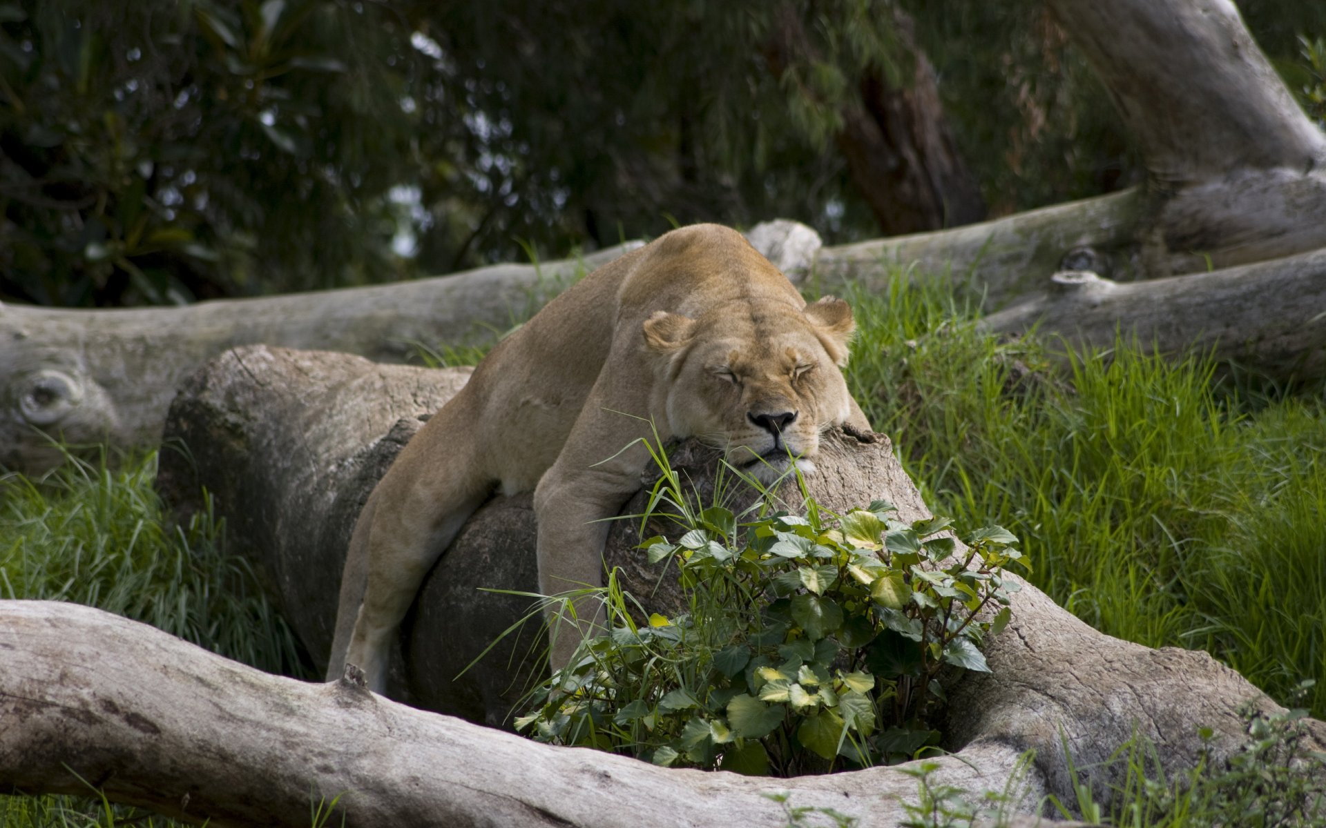 animaux chats lions sommeil nature chattes