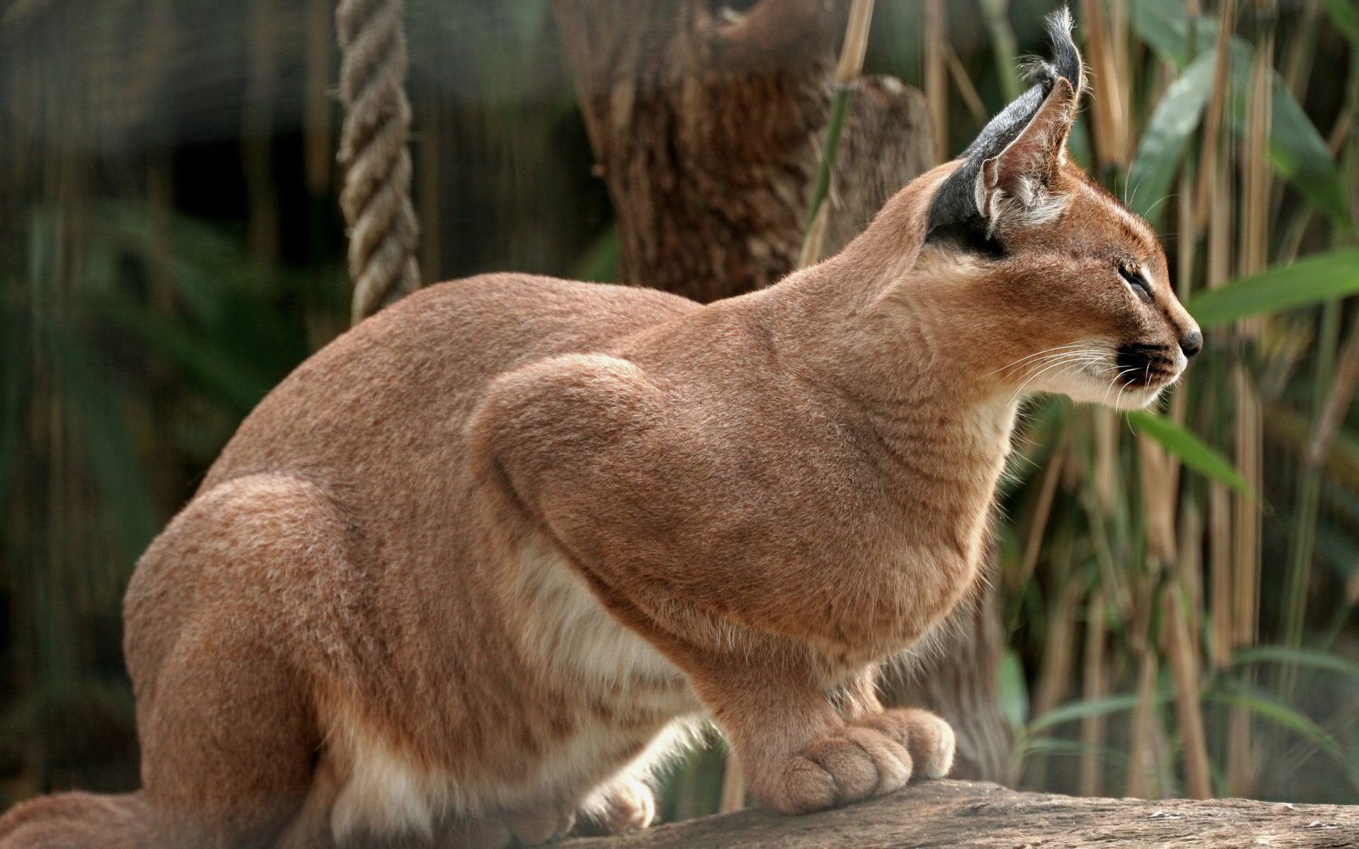 luchs pose sitzen