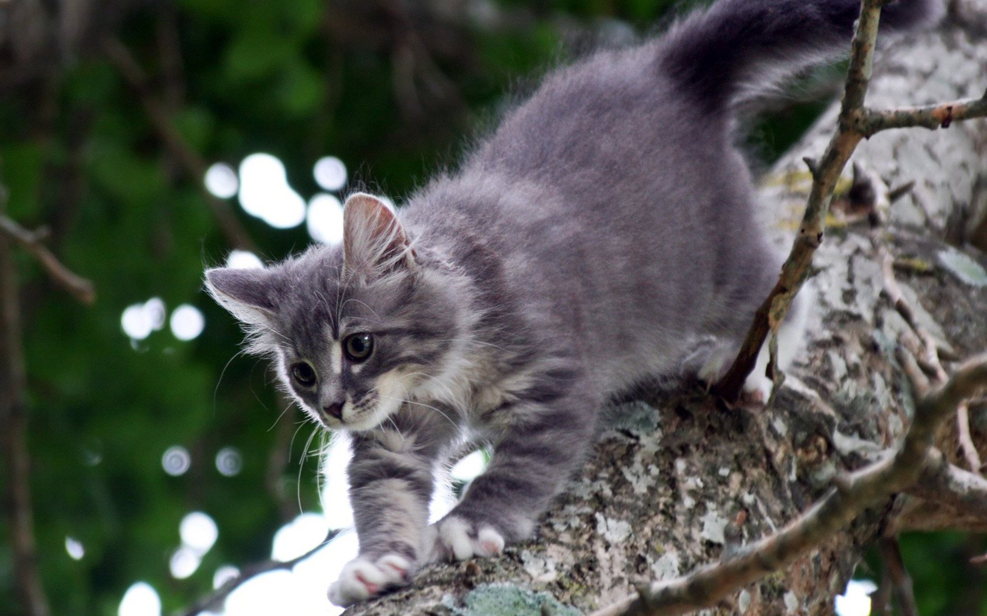 chats gris kateika arbre