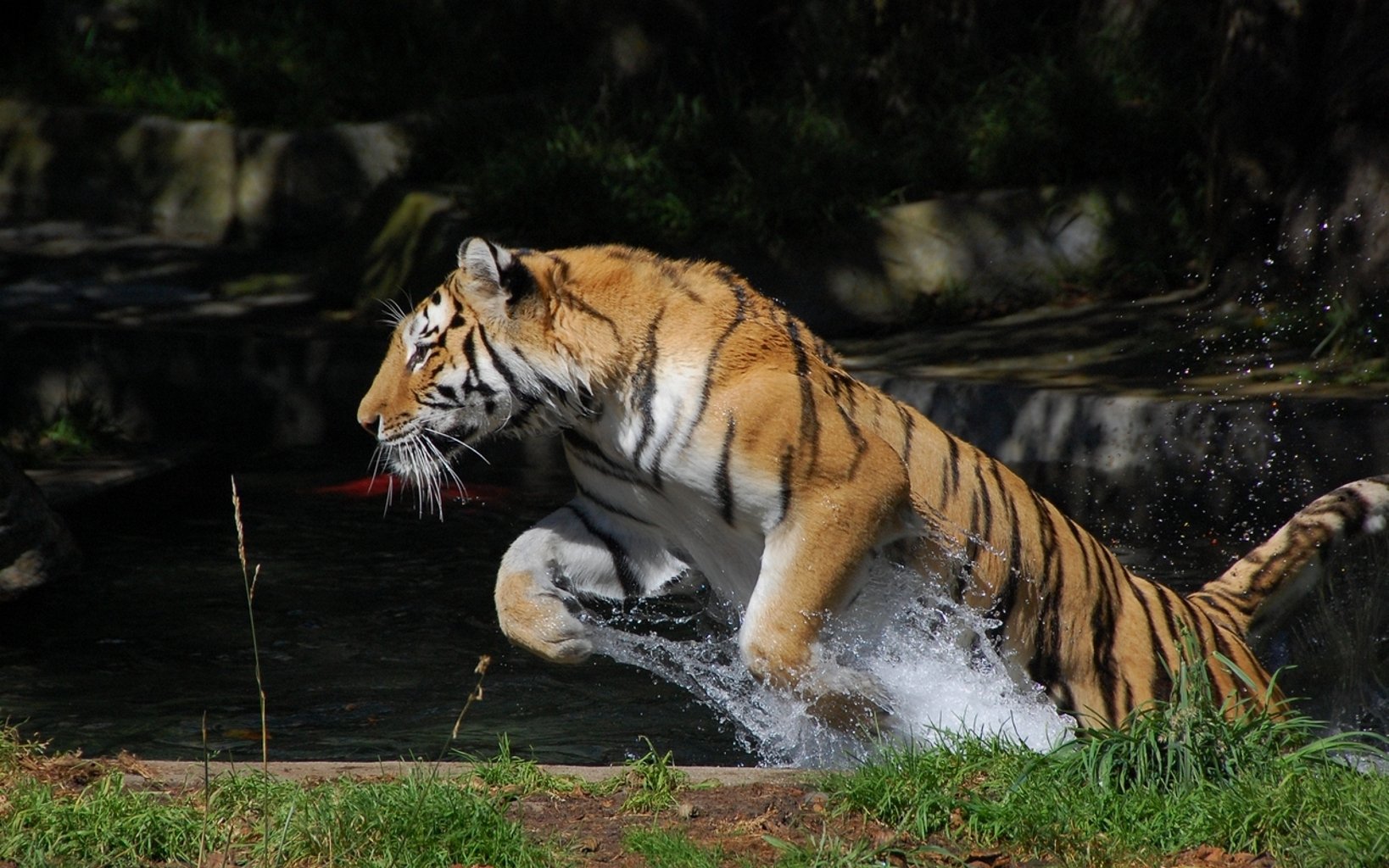 tigre salto splash acqua movimento