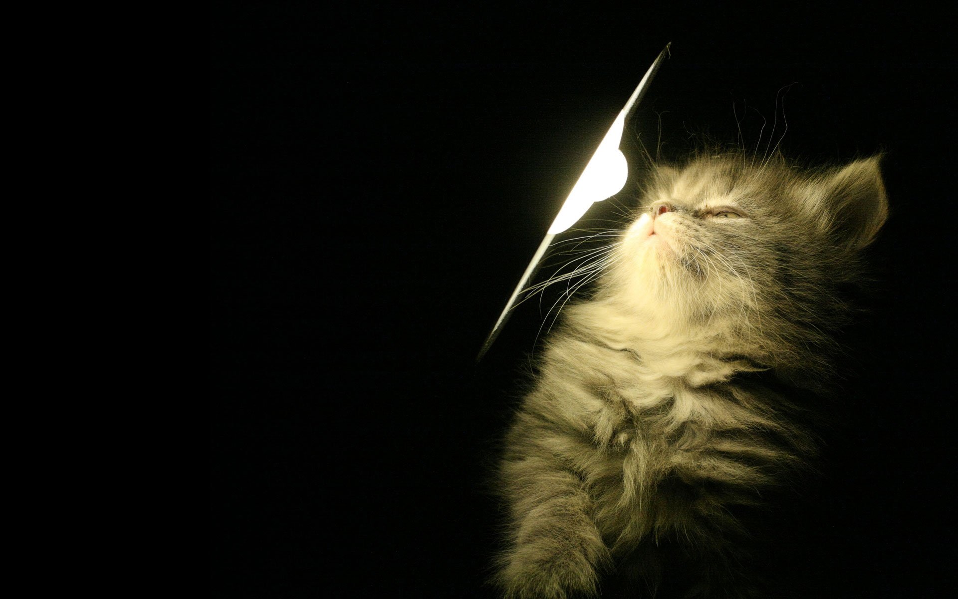 chaton lampe lumière