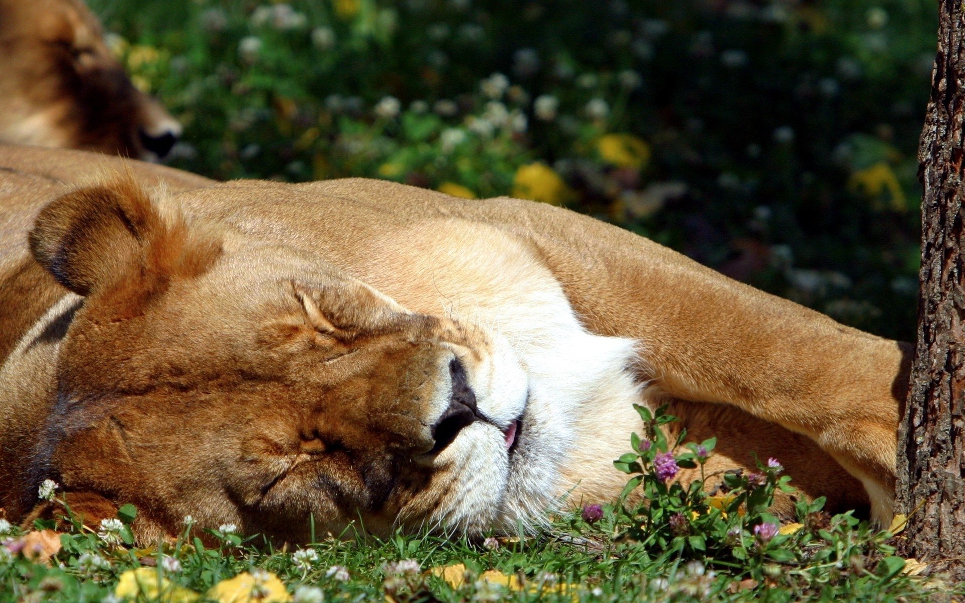 lion dormir herbe langue