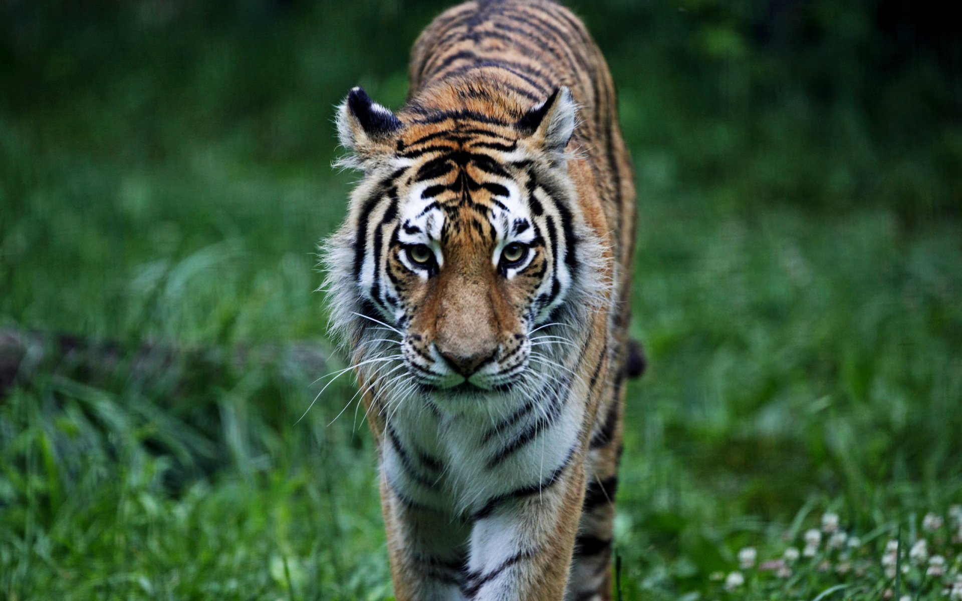 tigre depredador gato coño animal bosque hierba animales