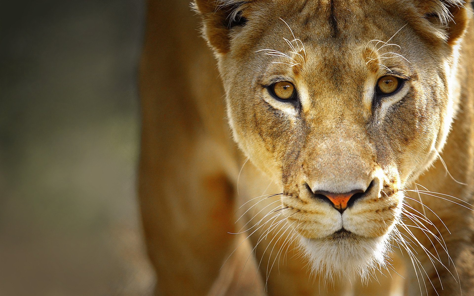 lion lionne museau yeux moustache prédateur