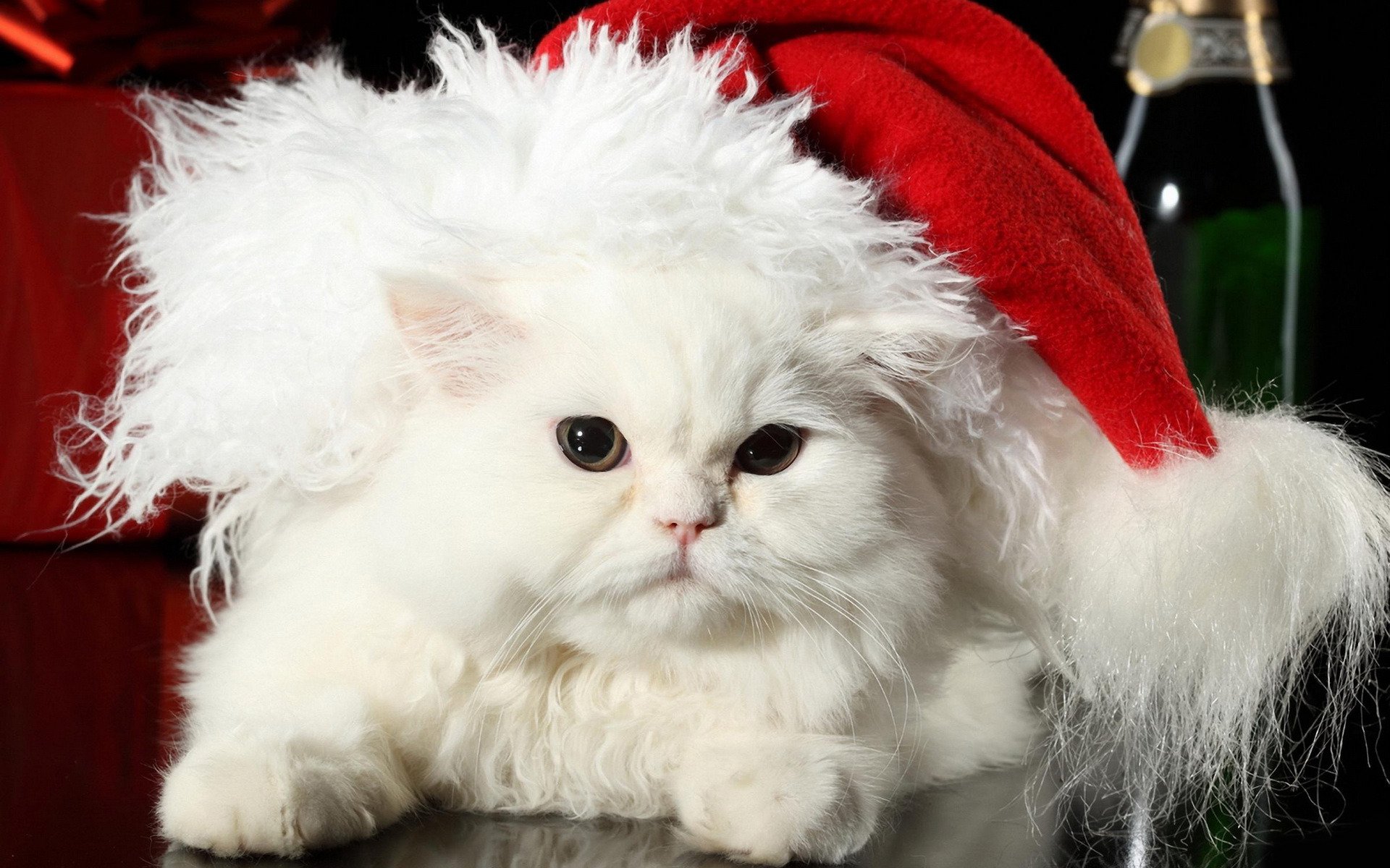 chat chat blanc moelleux persan laine chapeau père noël fourrure nouvel an vacances