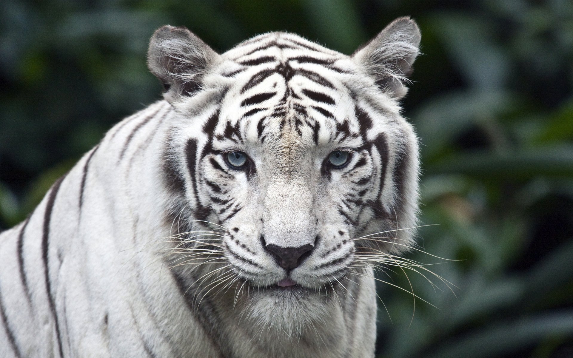 white tiger view