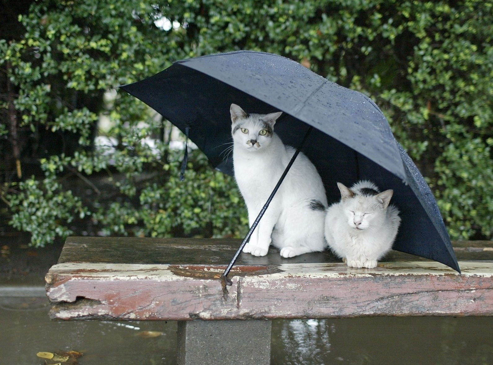 katzen regen regenschirm