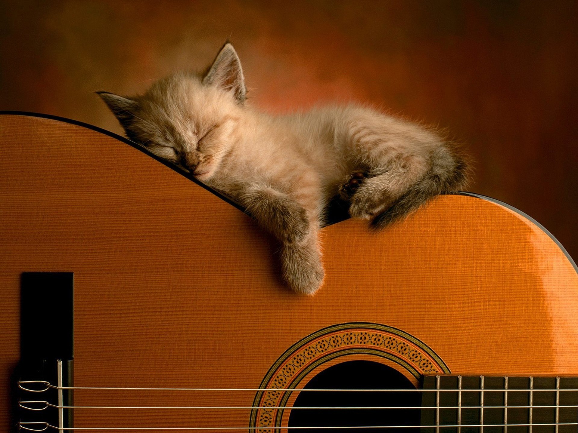 guitare chat