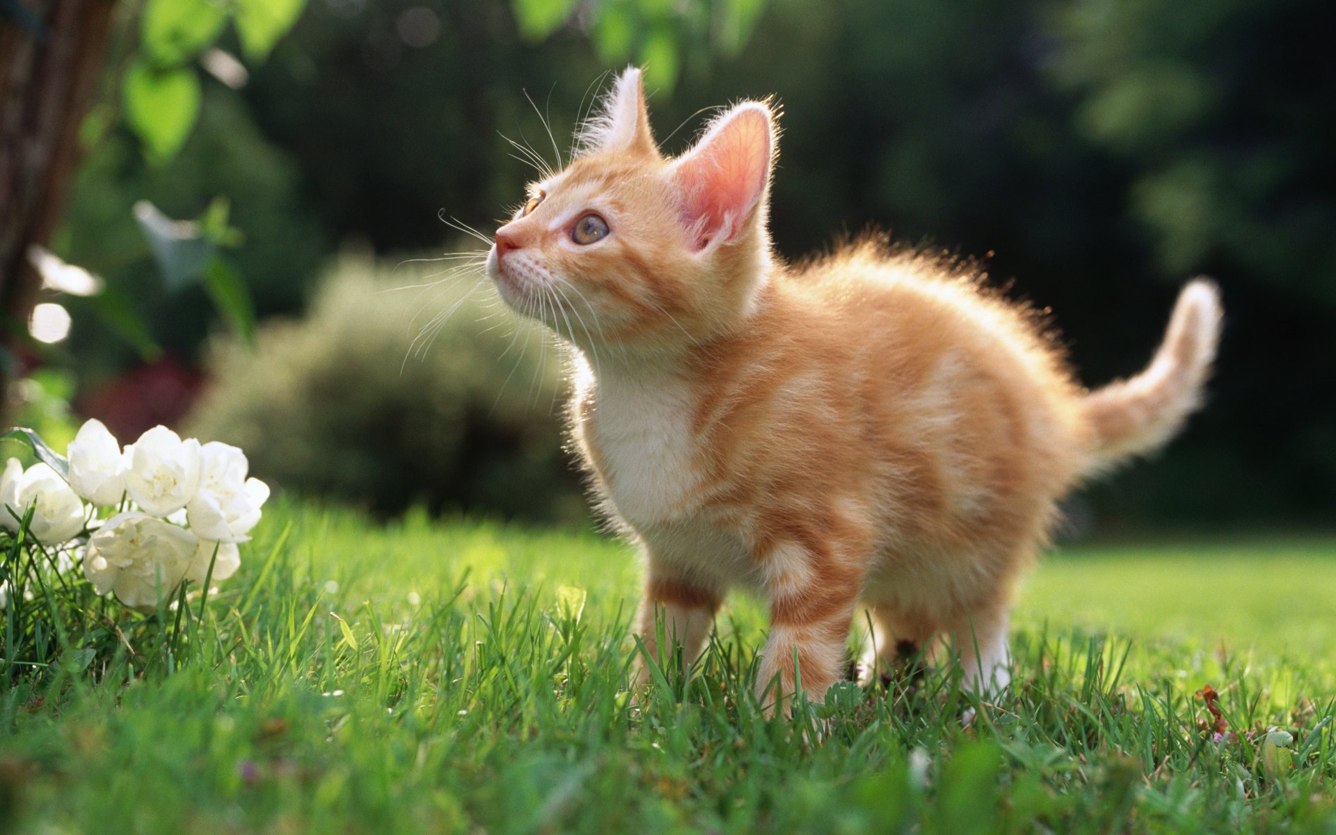 chaton roux vue herbe pelouse