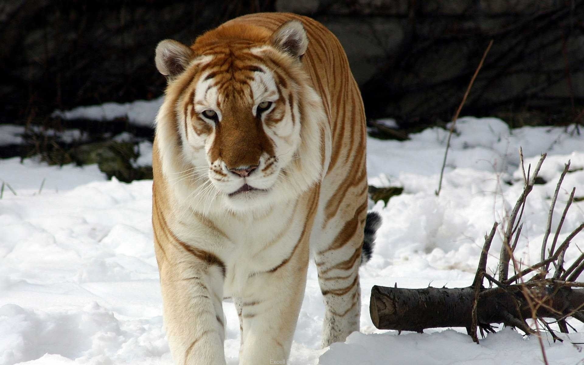 tigre hiver neige tigre de neige