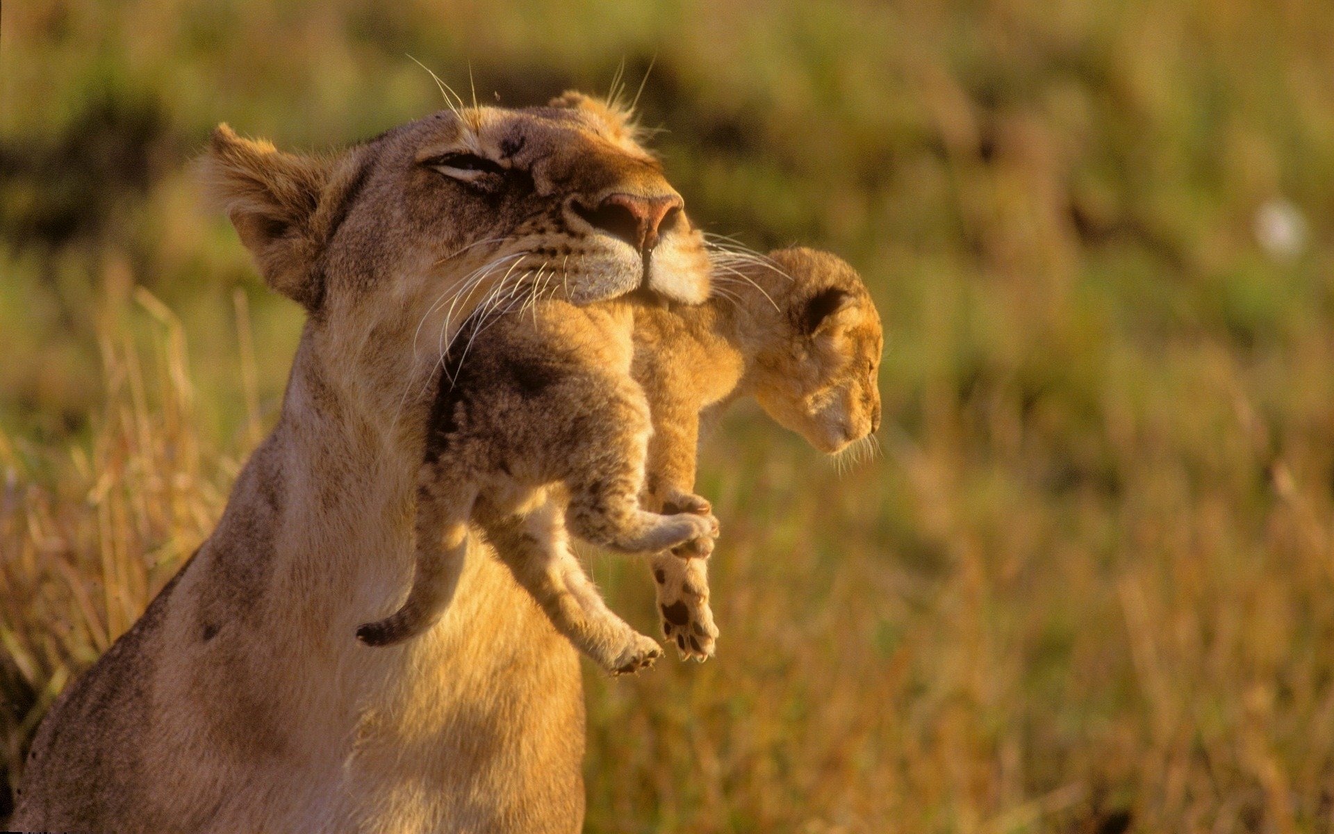 wild cats leo lions mother kids care cubs animal