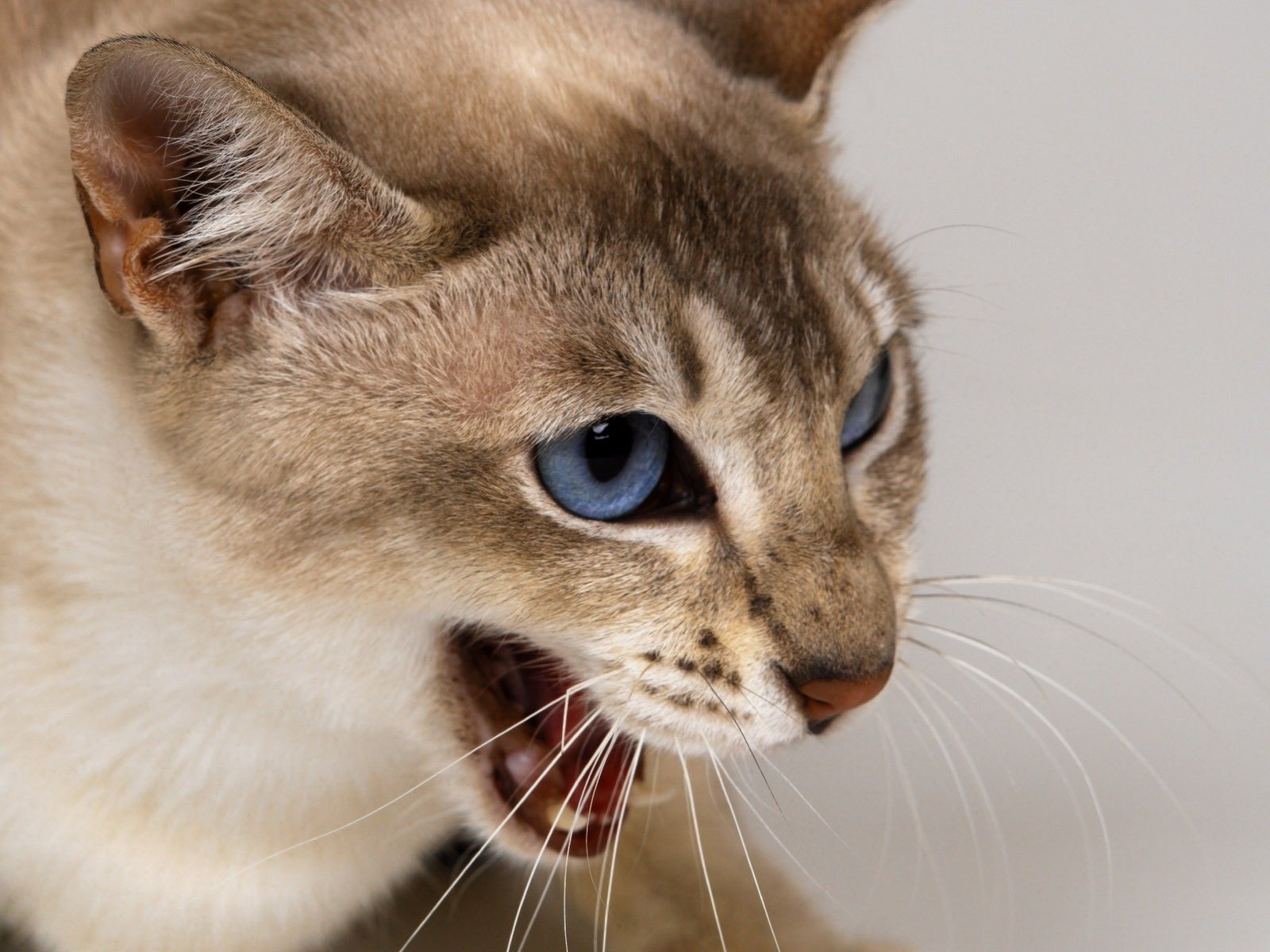 gato mirada estado de ánimo