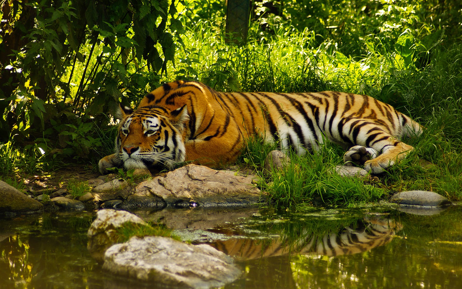 tiger teich befriedung wasser