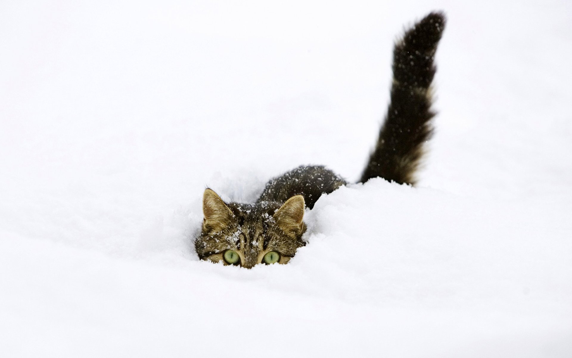 gatto neve si nasconde inverno