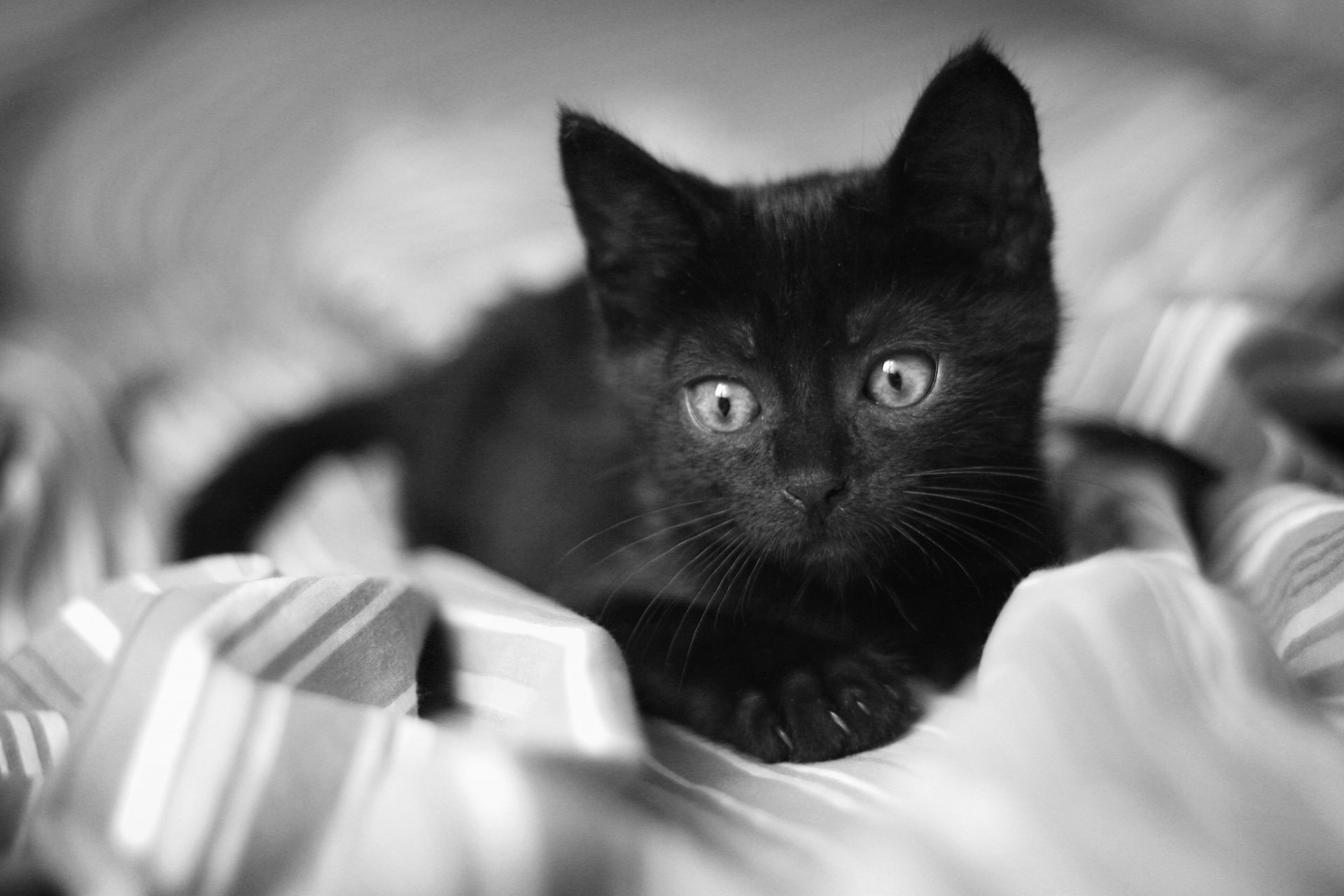 kätzchen schwarz augen blick decke traurig