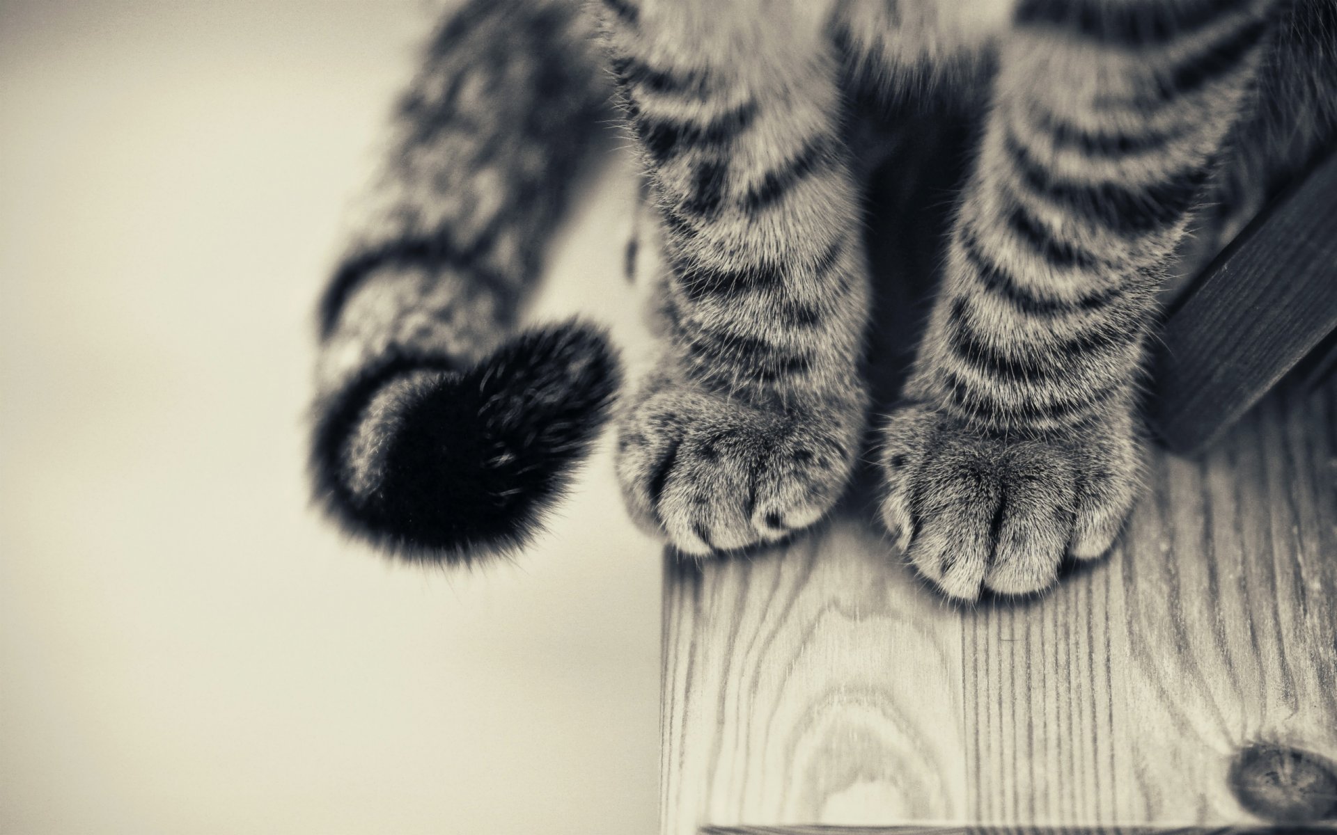 cat table feet