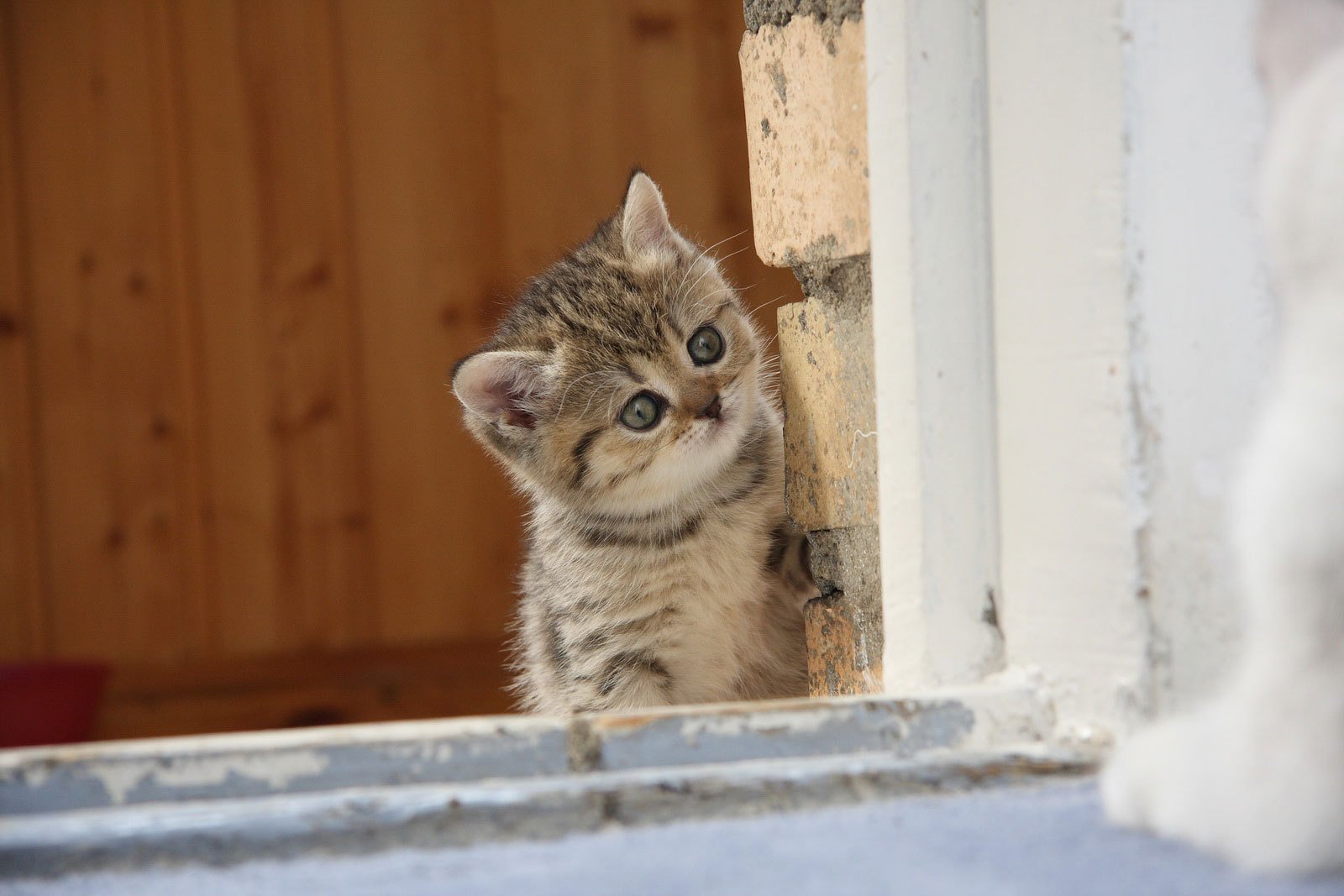 katze katze kätzchen