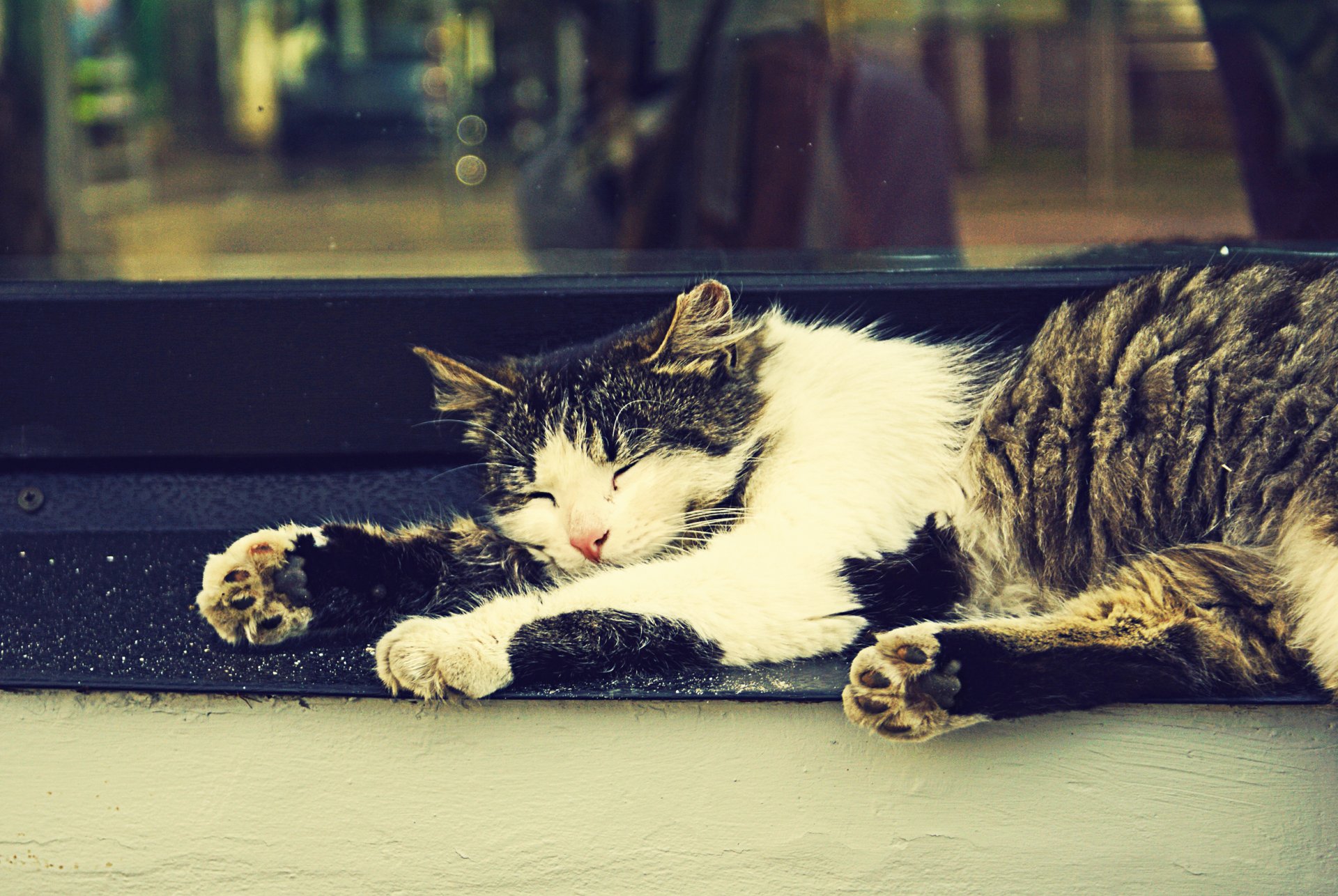 chat sommeil fenêtre