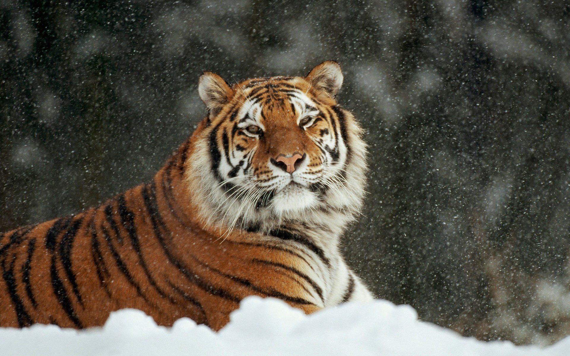 tiger katze schnee winter appr liegt