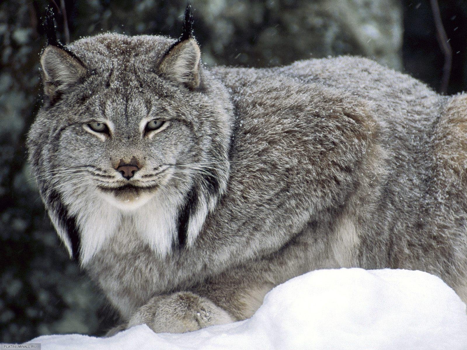 foresta inverno occhi lince