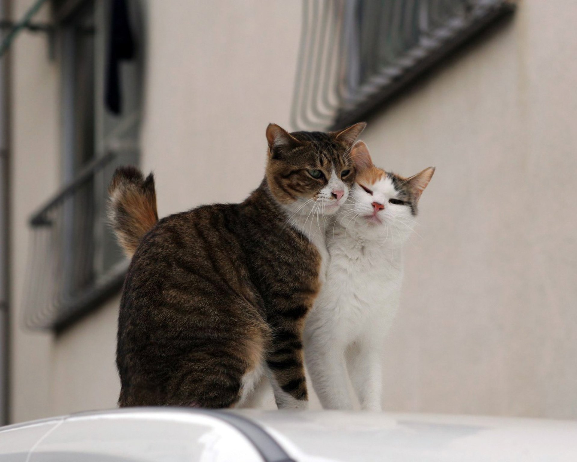 gatti coppia strada amore